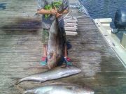T-Time Charters, Amberjacks are chewing!